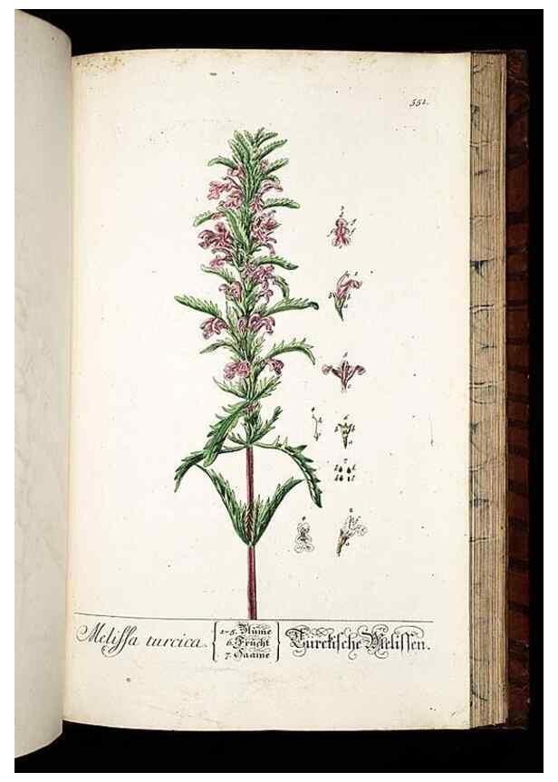 Reproducción/Reproduction 8428984915: Herbarium Blackwellianum emendatum et auctum, id est, Elisabethae Blackwell collectio stirpium. Norimbergae : Typis Io. Iosephi Fleischmanni, 1750-1773.