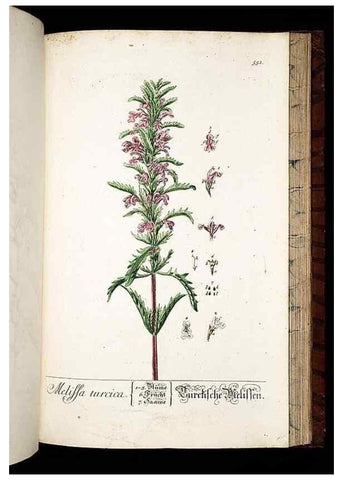 Reproducción/Reproduction 8428984915: Herbarium Blackwellianum emendatum et auctum, id est, Elisabethae Blackwell collectio stirpium. Norimbergae : Typis Io. Iosephi Fleischmanni, 1750-1773.