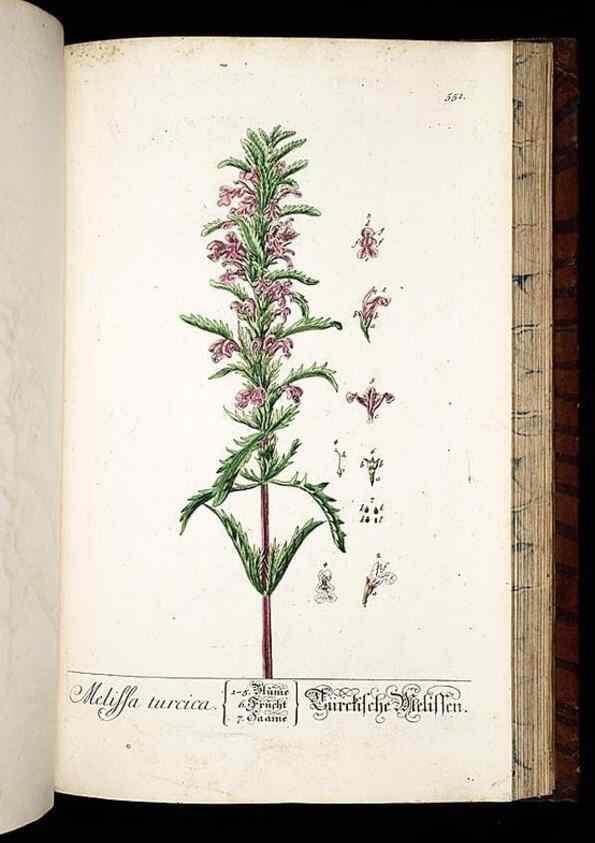 Reproducción/Reproduction 8428984915: Herbarium Blackwellianum emendatum et auctum, id est, Elisabethae Blackwell collectio stirpium. Norimbergae : Typis Io. Iosephi Fleischmanni, 1750-1773.
