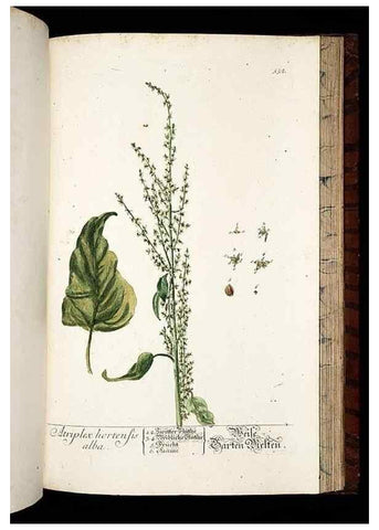 Reproducción/Reproduction 8428985103: Herbarium Blackwellianum emendatum et auctum, id est, Elisabethae Blackwell collectio stirpium. Norimbergae : Typis Io. Iosephi Fleischmanni, 1750-1773.