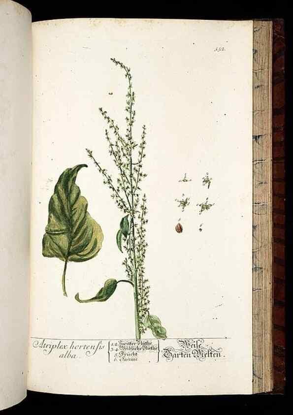 Reproducción/Reproduction 8428985103: Herbarium Blackwellianum emendatum et auctum, id est, Elisabethae Blackwell collectio stirpium. Norimbergae : Typis Io. Iosephi Fleischmanni, 1750-1773.