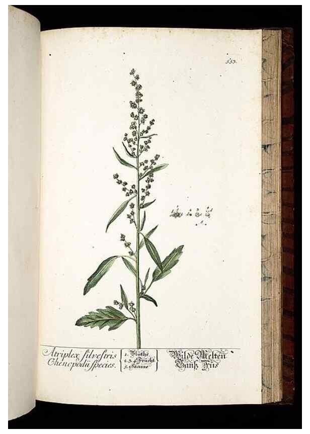 Reproducción/Reproduction 8430073488: Herbarium Blackwellianum emendatum et auctum, id est, Elisabethae Blackwell collectio stirpium. Norimbergae : Typis Io. Iosephi Fleischmanni, 1750-1773.