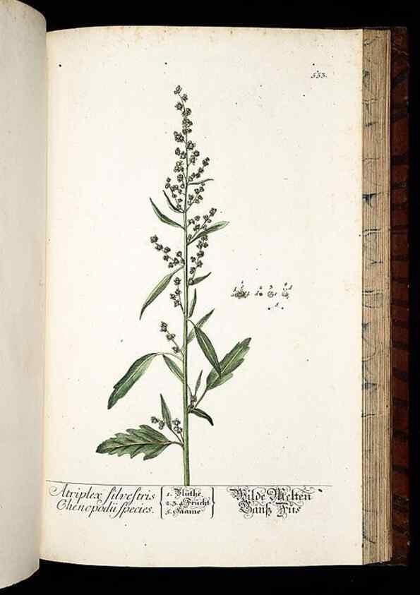 Reproducción/Reproduction 8430073488: Herbarium Blackwellianum emendatum et auctum, id est, Elisabethae Blackwell collectio stirpium. Norimbergae : Typis Io. Iosephi Fleischmanni, 1750-1773.