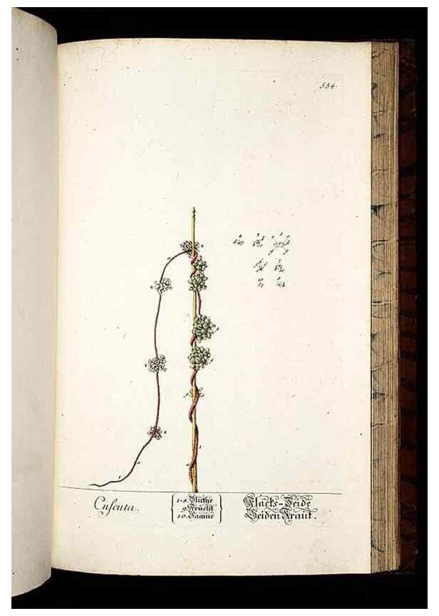 Reproducción/Reproduction 8428985449: Herbarium Blackwellianum emendatum et auctum, id est, Elisabethae Blackwell collectio stirpium. Norimbergae : Typis Io. Iosephi Fleischmanni, 1750-1773.