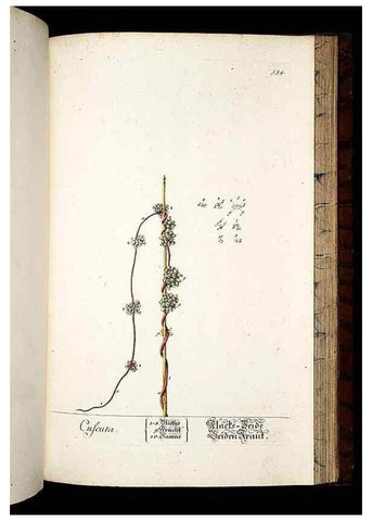 Reproducción/Reproduction 8428985449: Herbarium Blackwellianum emendatum et auctum, id est, Elisabethae Blackwell collectio stirpium. Norimbergae : Typis Io. Iosephi Fleischmanni, 1750-1773.