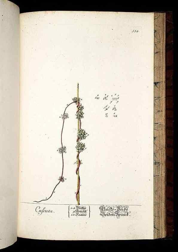 Reproducción/Reproduction 8428985449: Herbarium Blackwellianum emendatum et auctum, id est, Elisabethae Blackwell collectio stirpium. Norimbergae : Typis Io. Iosephi Fleischmanni, 1750-1773.