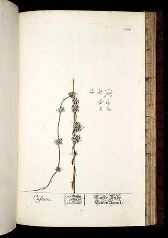 Reproducción/Reproduction 8428985449: Herbarium Blackwellianum emendatum et auctum, id est, Elisabethae Blackwell collectio stirpium. Norimbergae : Typis Io. Iosephi Fleischmanni, 1750-1773.
