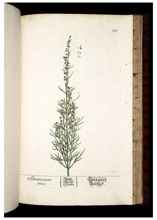 Reproducción/Reproduction 8430073788: Herbarium Blackwellianum emendatum et auctum, id est, Elisabethae Blackwell collectio stirpium. Norimbergae : Typis Io. Iosephi Fleischmanni, 1750-1773.