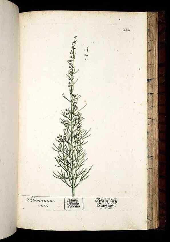 Reproducción/Reproduction 8430073788: Herbarium Blackwellianum emendatum et auctum, id est, Elisabethae Blackwell collectio stirpium. Norimbergae : Typis Io. Iosephi Fleischmanni, 1750-1773.