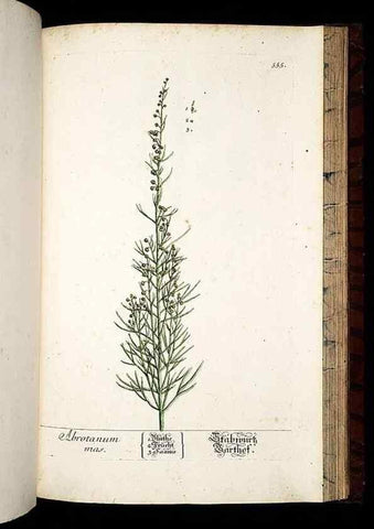 Reproducción/Reproduction 8430073788: Herbarium Blackwellianum emendatum et auctum, id est, Elisabethae Blackwell collectio stirpium. Norimbergae : Typis Io. Iosephi Fleischmanni, 1750-1773.