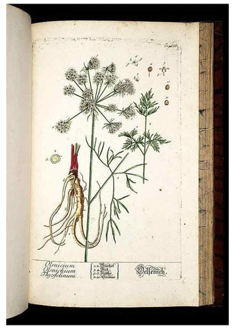 Reproducción/Reproduction 8428985797: Herbarium Blackwellianum emendatum et auctum, id est, Elisabethae Blackwell collectio stirpium. Norimbergae : Typis Io. Iosephi Fleischmanni, 1750-1773.