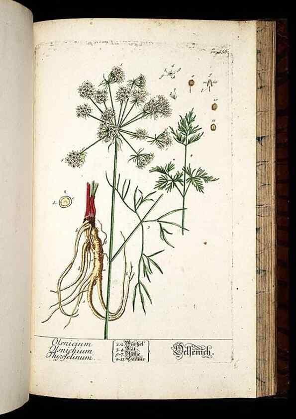 Reproducción/Reproduction 8428985797: Herbarium Blackwellianum emendatum et auctum, id est, Elisabethae Blackwell collectio stirpium. Norimbergae : Typis Io. Iosephi Fleischmanni, 1750-1773.