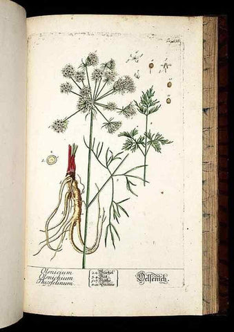 Reproducción/Reproduction 8428985797: Herbarium Blackwellianum emendatum et auctum, id est, Elisabethae Blackwell collectio stirpium. Norimbergae : Typis Io. Iosephi Fleischmanni, 1750-1773.