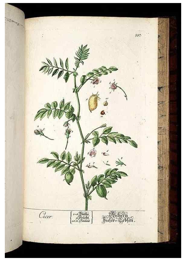 Reproducción/Reproduction 8430074082: Herbarium Blackwellianum emendatum et auctum, id est, Elisabethae Blackwell collectio stirpium. Norimbergae : Typis Io. Iosephi Fleischmanni, 1750-1773.