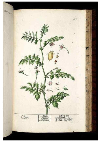 Reproducción/Reproduction 8430074082: Herbarium Blackwellianum emendatum et auctum, id est, Elisabethae Blackwell collectio stirpium. Norimbergae : Typis Io. Iosephi Fleischmanni, 1750-1773.