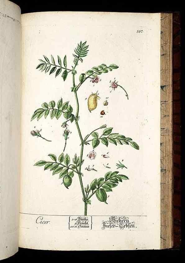 Reproducción/Reproduction 8430074082: Herbarium Blackwellianum emendatum et auctum, id est, Elisabethae Blackwell collectio stirpium. Norimbergae : Typis Io. Iosephi Fleischmanni, 1750-1773.