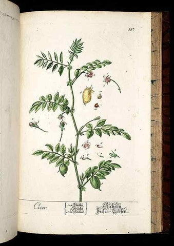 Reproducción/Reproduction 8430074082: Herbarium Blackwellianum emendatum et auctum, id est, Elisabethae Blackwell collectio stirpium. Norimbergae : Typis Io. Iosephi Fleischmanni, 1750-1773.