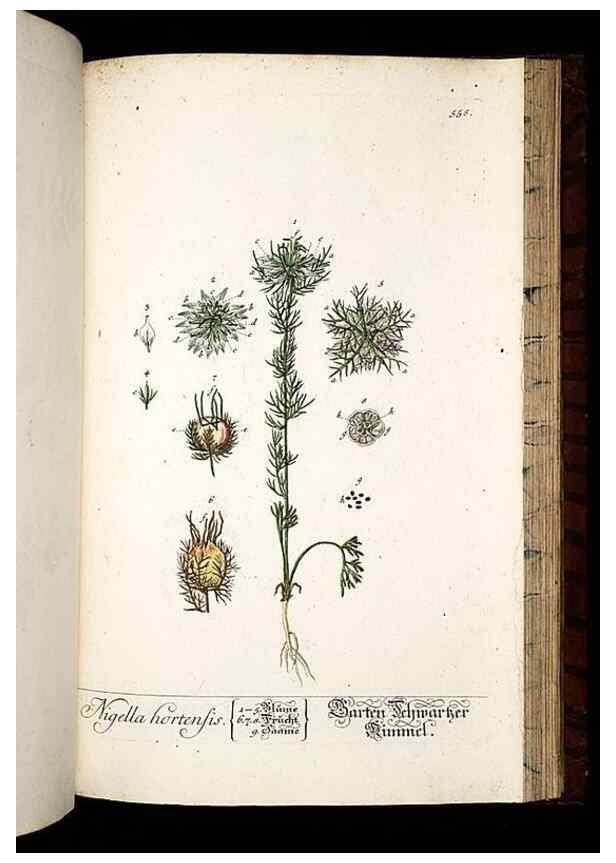 Reproducción/Reproduction 8428986055: Herbarium Blackwellianum emendatum et auctum, id est, Elisabethae Blackwell collectio stirpium. Norimbergae : Typis Io. Iosephi Fleischmanni, 1750-1773.