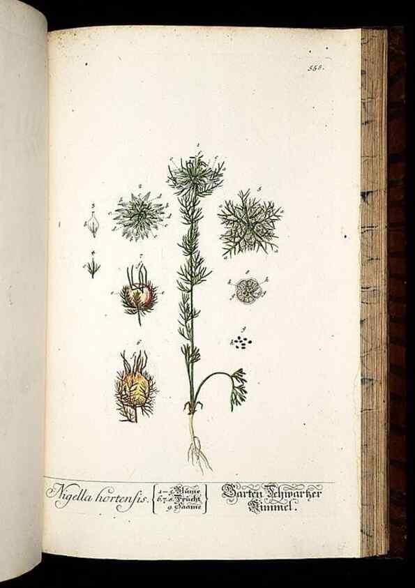 Reproducción/Reproduction 8428986055: Herbarium Blackwellianum emendatum et auctum, id est, Elisabethae Blackwell collectio stirpium. Norimbergae : Typis Io. Iosephi Fleischmanni, 1750-1773.