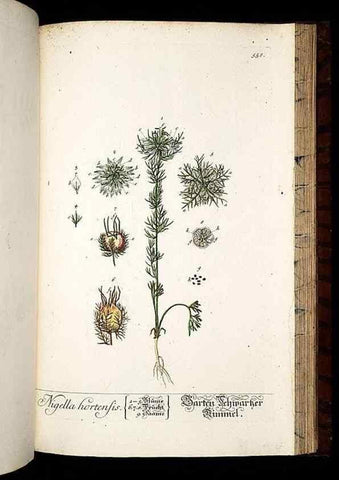 Reproducción/Reproduction 8428986055: Herbarium Blackwellianum emendatum et auctum, id est, Elisabethae Blackwell collectio stirpium. Norimbergae : Typis Io. Iosephi Fleischmanni, 1750-1773.