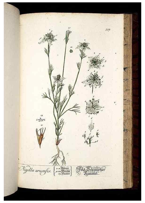 Reproducción/Reproduction 8430074360: Herbarium Blackwellianum emendatum et auctum, id est, Elisabethae Blackwell collectio stirpium. Norimbergae : Typis Io. Iosephi Fleischmanni, 1750-1773.
