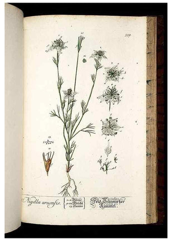 Reproducción/Reproduction 8430074360: Herbarium Blackwellianum emendatum et auctum, id est, Elisabethae Blackwell collectio stirpium. Norimbergae : Typis Io. Iosephi Fleischmanni, 1750-1773.