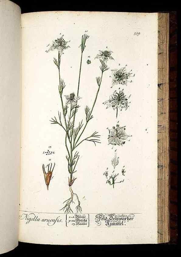 Reproducción/Reproduction 8430074360: Herbarium Blackwellianum emendatum et auctum, id est, Elisabethae Blackwell collectio stirpium. Norimbergae : Typis Io. Iosephi Fleischmanni, 1750-1773.