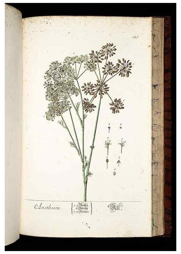 Reproducción/Reproduction 8428983369: Herbarium Blackwellianum emendatum et auctum, id est, Elisabethae Blackwell collectio stirpium. Norimbergae : Typis Io. Iosephi Fleischmanni, 1750-1773.