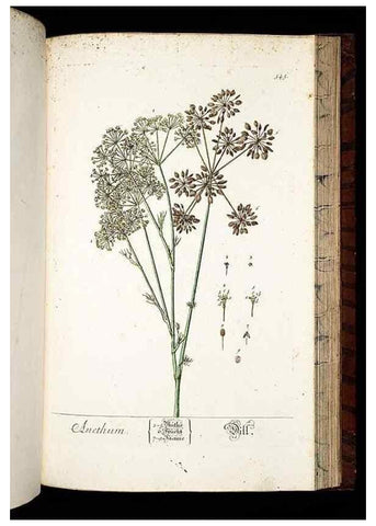 Reproducción/Reproduction 8428983369: Herbarium Blackwellianum emendatum et auctum, id est, Elisabethae Blackwell collectio stirpium. Norimbergae : Typis Io. Iosephi Fleischmanni, 1750-1773.