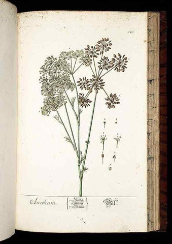 Reproducción/Reproduction 8428983369: Herbarium Blackwellianum emendatum et auctum, id est, Elisabethae Blackwell collectio stirpium. Norimbergae : Typis Io. Iosephi Fleischmanni, 1750-1773.