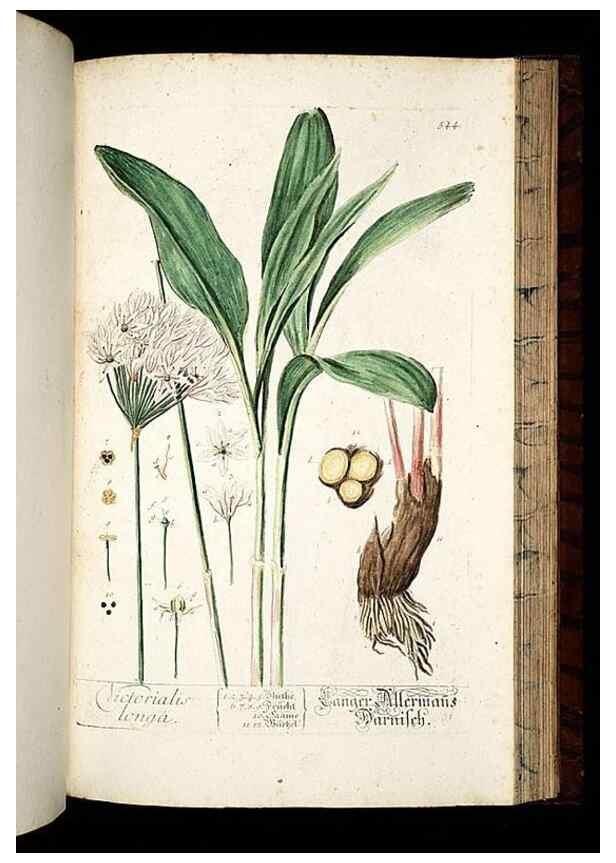Reproducción/Reproduction 8430071364: Herbarium Blackwellianum emendatum et auctum, id est, Elisabethae Blackwell collectio stirpium. Norimbergae : Typis Io. Iosephi Fleischmanni, 1750-1773.