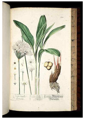 Reproducción/Reproduction 8430071364: Herbarium Blackwellianum emendatum et auctum, id est, Elisabethae Blackwell collectio stirpium. Norimbergae : Typis Io. Iosephi Fleischmanni, 1750-1773.