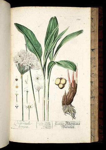 Reproducción/Reproduction 8430071364: Herbarium Blackwellianum emendatum et auctum, id est, Elisabethae Blackwell collectio stirpium. Norimbergae : Typis Io. Iosephi Fleischmanni, 1750-1773.