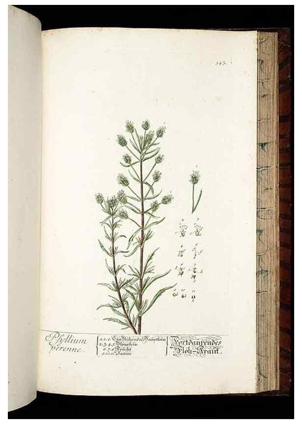 Reproducción/Reproduction 8430071116: Herbarium Blackwellianum emendatum et auctum, id est, Elisabethae Blackwell collectio stirpium. Norimbergae : Typis Io. Iosephi Fleischmanni, 1750-1773.