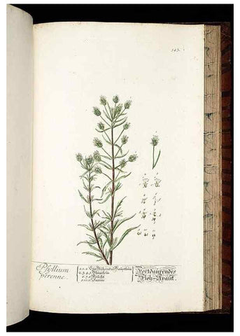 Reproducción/Reproduction 8430071116: Herbarium Blackwellianum emendatum et auctum, id est, Elisabethae Blackwell collectio stirpium. Norimbergae : Typis Io. Iosephi Fleischmanni, 1750-1773.