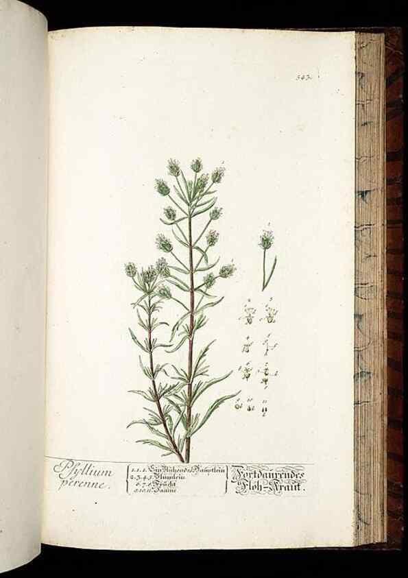 Reproducción/Reproduction 8430071116: Herbarium Blackwellianum emendatum et auctum, id est, Elisabethae Blackwell collectio stirpium. Norimbergae : Typis Io. Iosephi Fleischmanni, 1750-1773.
