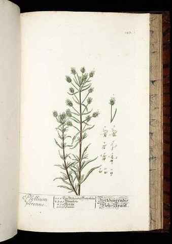 Reproducción/Reproduction 8430071116: Herbarium Blackwellianum emendatum et auctum, id est, Elisabethae Blackwell collectio stirpium. Norimbergae : Typis Io. Iosephi Fleischmanni, 1750-1773.