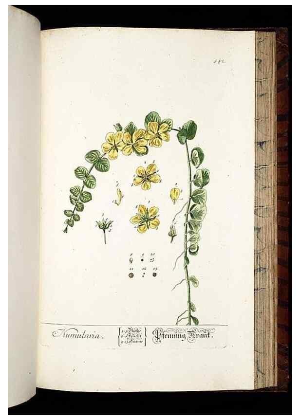 Reproducción/Reproduction 8430070926: Herbarium Blackwellianum emendatum et auctum, id est, Elisabethae Blackwell collectio stirpium. Norimbergae : Typis Io. Iosephi Fleischmanni, 1750-1773.