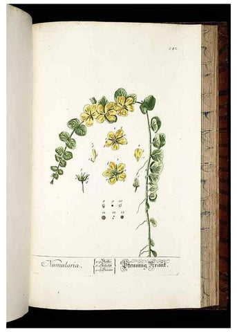 Reproducción/Reproduction 8430070926: Herbarium Blackwellianum emendatum et auctum, id est, Elisabethae Blackwell collectio stirpium. Norimbergae : Typis Io. Iosephi Fleischmanni, 1750-1773.