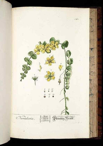 Reproducción/Reproduction 8430070926: Herbarium Blackwellianum emendatum et auctum, id est, Elisabethae Blackwell collectio stirpium. Norimbergae : Typis Io. Iosephi Fleischmanni, 1750-1773.