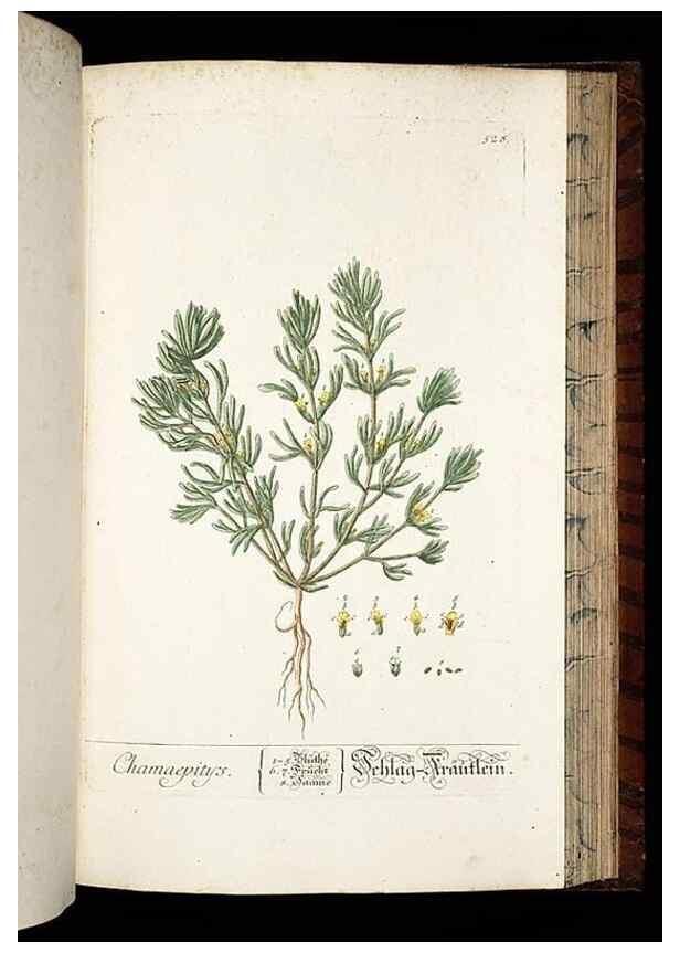 Reproducción/Reproduction 8428979195: Herbarium Blackwellianum emendatum et auctum, id est, Elisabethae Blackwell collectio stirpium. Norimbergae : Typis Io. Iosephi Fleischmanni, 1750-1773.