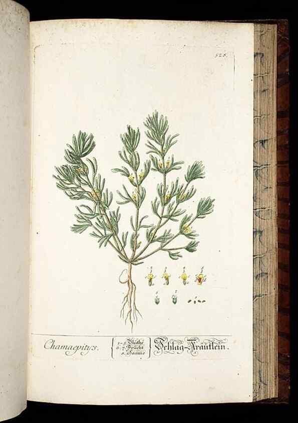 Reproducción/Reproduction 8428979195: Herbarium Blackwellianum emendatum et auctum, id est, Elisabethae Blackwell collectio stirpium. Norimbergae : Typis Io. Iosephi Fleischmanni, 1750-1773.