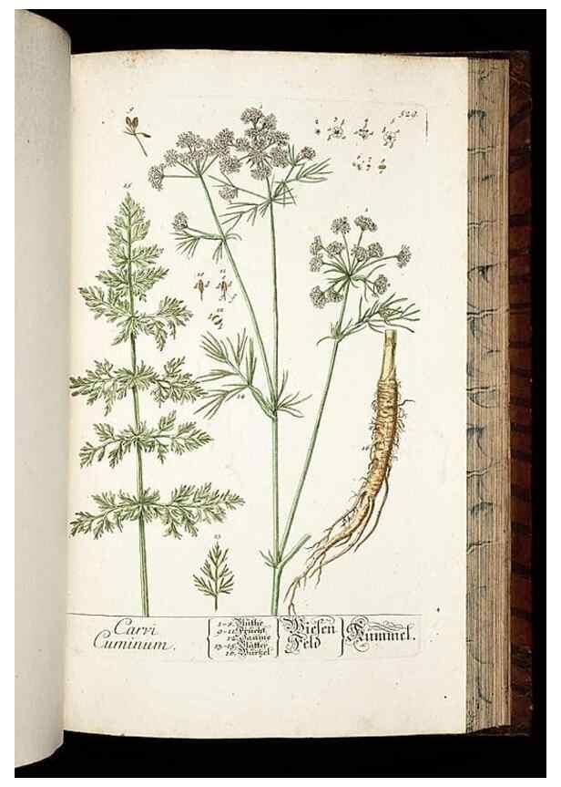 Reproducción/Reproduction 8428979361: Herbarium Blackwellianum emendatum et auctum, id est, Elisabethae Blackwell collectio stirpium. Norimbergae : Typis Io. Iosephi Fleischmanni, 1750-1773.