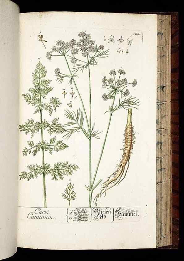 Reproducción/Reproduction 8428979361: Herbarium Blackwellianum emendatum et auctum, id est, Elisabethae Blackwell collectio stirpium. Norimbergae : Typis Io. Iosephi Fleischmanni, 1750-1773.