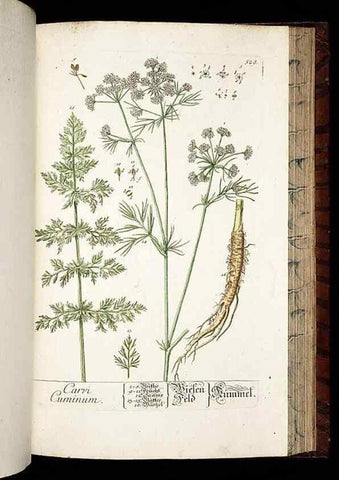 Reproducción/Reproduction 8428979361: Herbarium Blackwellianum emendatum et auctum, id est, Elisabethae Blackwell collectio stirpium. Norimbergae : Typis Io. Iosephi Fleischmanni, 1750-1773.