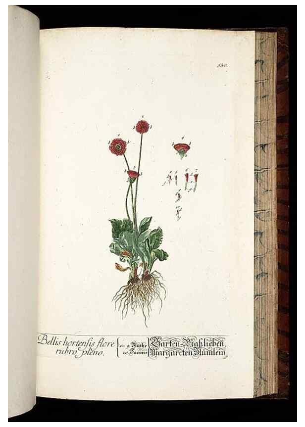 Reproducción/Reproduction 8430067646: Herbarium Blackwellianum emendatum et auctum, id est, Elisabethae Blackwell collectio stirpium. Norimbergae : Typis Io. Iosephi Fleischmanni, 1750-1773.
