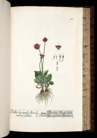 Reproducción/Reproduction 8430067646: Herbarium Blackwellianum emendatum et auctum, id est, Elisabethae Blackwell collectio stirpium. Norimbergae : Typis Io. Iosephi Fleischmanni, 1750-1773.