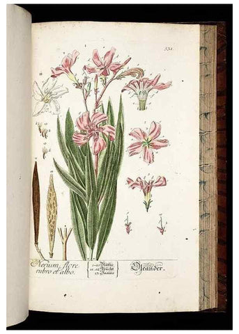 Reproducción/Reproduction 8428979729: Herbarium Blackwellianum emendatum et auctum, id est, Elisabethae Blackwell collectio stirpium. Norimbergae : Typis Io. Iosephi Fleischmanni, 1750-1773.