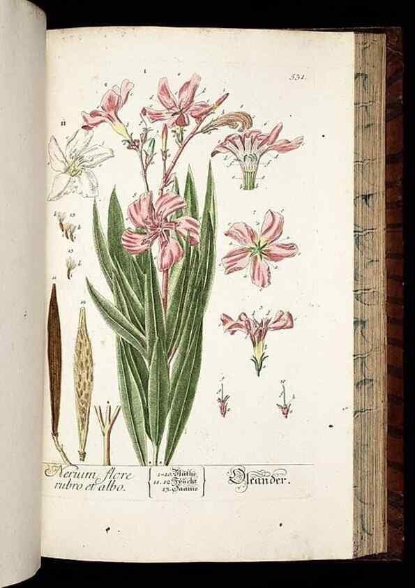 Reproducción/Reproduction 8428979729: Herbarium Blackwellianum emendatum et auctum, id est, Elisabethae Blackwell collectio stirpium. Norimbergae : Typis Io. Iosephi Fleischmanni, 1750-1773.