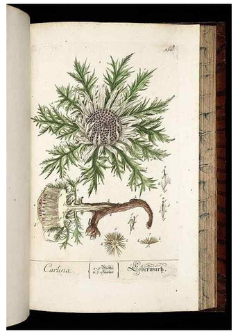 Reproducción/Reproduction 8430067952: Herbarium Blackwellianum emendatum et auctum, id est, Elisabethae Blackwell collectio stirpium. Norimbergae : Typis Io. Iosephi Fleischmanni, 1750-1773.